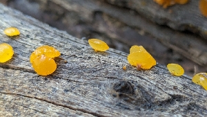  (Dacrymyces sp. CA03 - HAY-F-001442)  @11 [ ] c (2023) Michelle C. Torres-Grant Fungal Diversity Survey