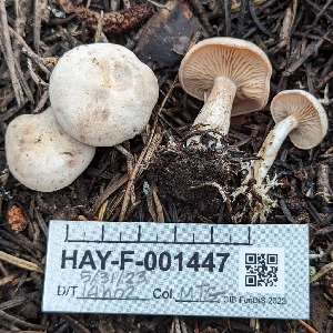 ( - HAY-F-001447)  @11 [ ] c (2023) Michelle C. Torres-Grant Fungal Diversity Survey
