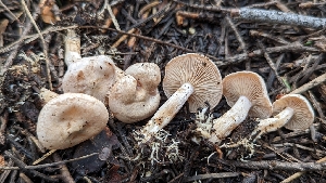  ( - HAY-F-001447)  @11 [ ] c (2023) Michelle C. Torres-Grant Fungal Diversity Survey