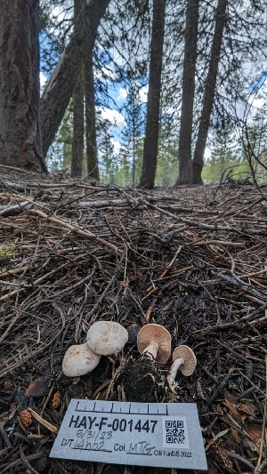  ( - HAY-F-001447)  @11 [ ] c (2023) Michelle C. Torres-Grant Fungal Diversity Survey