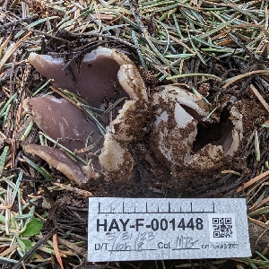  (Sarcosphaera pacifica - HAY-F-001448)  @11 [ ] c (2023) Michelle C. Torres-Grant Fungal Diversity Survey