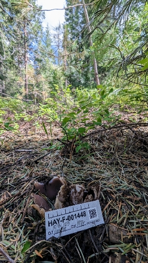  ( - HAY-F-001448)  @11 [ ] c (2023) Michelle C. Torres-Grant Fungal Diversity Survey