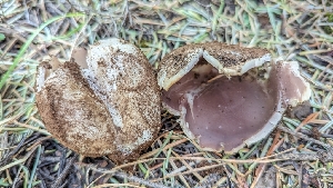  ( - HAY-F-001448)  @11 [ ] c (2023) Michelle C. Torres-Grant Fungal Diversity Survey