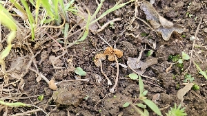  ( - HAY-F-002194)  @11 [ ] by-nc (2023) Thea Chesney Fungal Diversity Survey