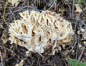  (Ramaria sp. PNW18 - HAY-F-002203)  @11 [ ] by-nc (2023) Thea Chesney Fungal Diversity Survey