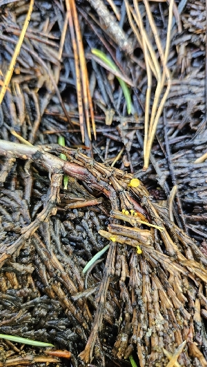  (Chloroscypha sp. CA01 - HAY-F-002211)  @11 [ ] by-nc (2023) Thea Chesney Fungal Diversity Survey