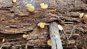  ( - HAY-F-002213)  @11 [ ] by-nc (2023) Thea Chesney Fungal Diversity Survey