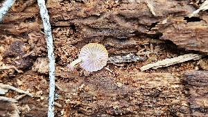  ( - HAY-F-002213)  @11 [ ] by-nc (2023) Thea Chesney Fungal Diversity Survey