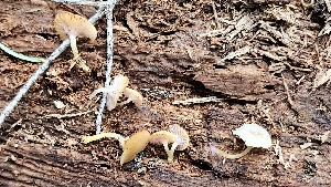  ( - HAY-F-002213)  @11 [ ] by-nc (2023) Thea Chesney Fungal Diversity Survey
