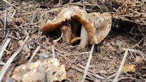  ( - HAY-F-002214)  @11 [ ] by-nc (2023) Thea Chesney Fungal Diversity Survey