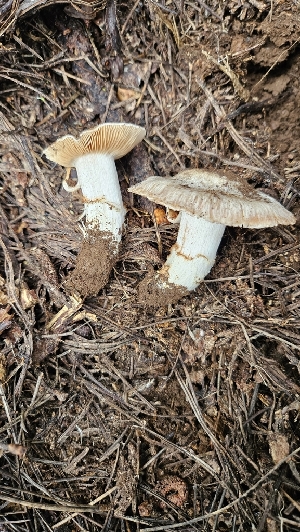  ( - HAY-F-002214)  @11 [ ] by-nc (2023) Thea Chesney Fungal Diversity Survey