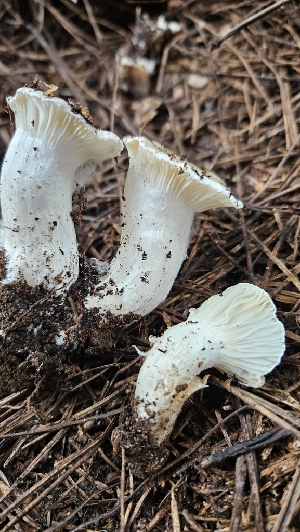  (Hygrophorus sp. marzuolus-PNW10 - HAY-F-002217)  @11 [ ] by-nc (2023) Thea Chesney Fungal Diversity Survey