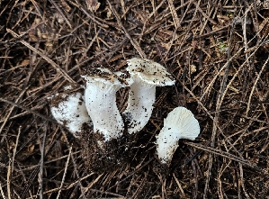  ( - HAY-F-002217)  @11 [ ] by-nc (2023) Thea Chesney Fungal Diversity Survey