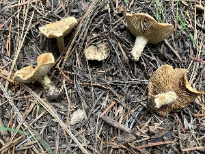  ( - HAY-F-002224)  @11 [ ] by-nc (2023) Thea Chesney Fungal Diversity Survey