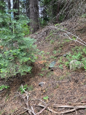  ( - HAY-F-002224)  @11 [ ] by-nc (2023) Thea Chesney Fungal Diversity Survey