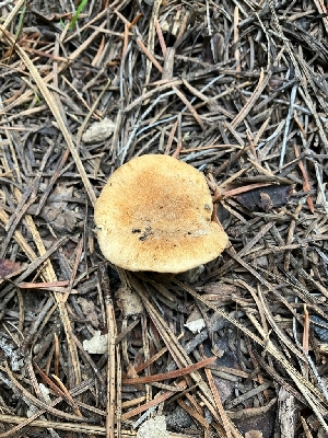  ( - HAY-F-002224)  @11 [ ] by-nc (2023) Thea Chesney Fungal Diversity Survey