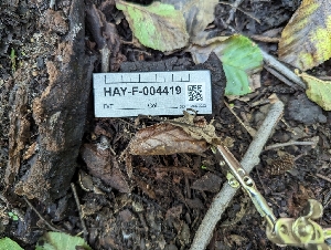  ( - HAY-F-004419)  @11 [ ] by-nc (2023) Stu Pickell Fungal Diversity Survey