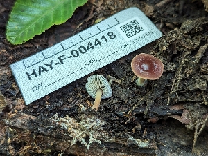  ( - HAY-F-004418)  @11 [ ] by-nc (2023) Stu Pickell Fungal Diversity Survey