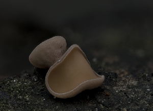  (Ciboria aestivalis - HAY-F-004420)  @11 [ ] by-nc (2023) Stu Pickell Fungal Diversity Survey