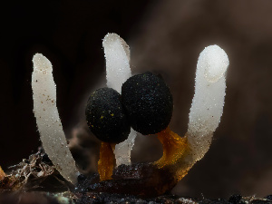  ( - HAY-F-004419)  @11 [ ] by-nc (2023) Stu Pickell Fungal Diversity Survey