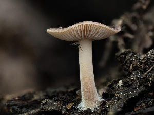  ( - HAY-F-004418)  @11 [ ] by-nc (2023) Stu Pickell Fungal Diversity Survey