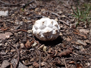  ( - HAY-F-003638)  @11 [ ] by-nc (2023) Sadie Hickey Fungal Diversity Survey