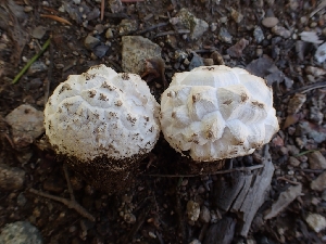  ( - HAY-F-003638)  @11 [ ] by-nc (2023) Sadie Hickey Fungal Diversity Survey