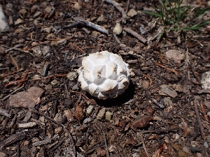  ( - HAY-F-003638)  @11 [ ] by-nc (2023) Sadie Hickey Fungal Diversity Survey