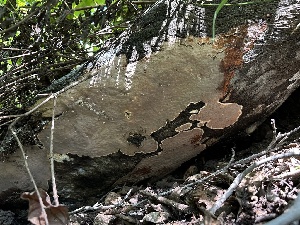  (Scytinostroma - HAY-F-005204)  @11 [ ] c (2023) Rudy Diaz Fungal Diversity Survey