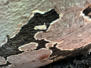  ( - HAY-F-005204)  @11 [ ] c (2023) Rudy Diaz Fungal Diversity Survey