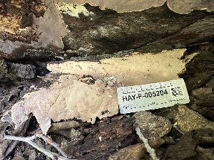  ( - HAY-F-005204)  @11 [ ] c (2023) Rudy Diaz Fungal Diversity Survey