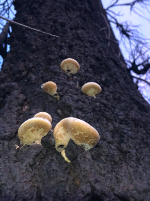  ( - HAY-F-005031)  @11 [ ] by-nc (2023) Dean Lyons Fungal Diversity Survey