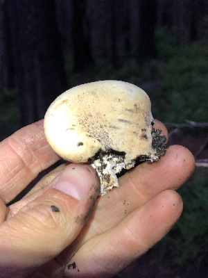  ( - HAY-F-005031)  @11 [ ] by-nc (2023) Dean Lyons Fungal Diversity Survey