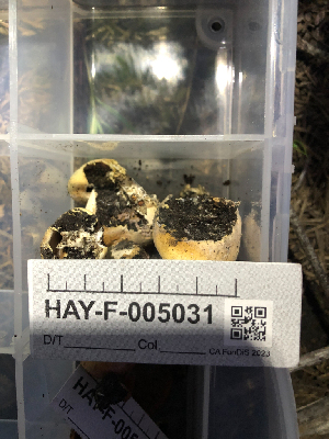  ( - HAY-F-005031)  @11 [ ] by-nc (2023) Dean Lyons Fungal Diversity Survey