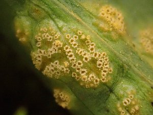  (Puccinia sp. CA06 - HAY-F-005036)  @11 [ ] by-nc (2023) Dean Lyons Fungal Diversity Survey
