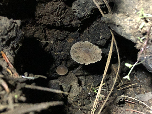  ( - HAY-F-005029)  @11 [ ] by-nc (2023) Dean Lyons Fungal Diversity Survey