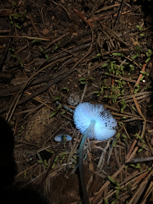  ( - HAY-F-005029)  @11 [ ] by-nc (2023) Dean Lyons Fungal Diversity Survey