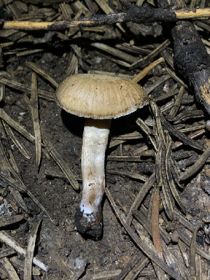  ( - HAY-F-005027)  @11 [ ] by-nc (2023) Dean Lyons Fungal Diversity Survey