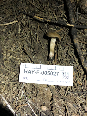  ( - HAY-F-005027)  @11 [ ] by-nc (2023) Dean Lyons Fungal Diversity Survey