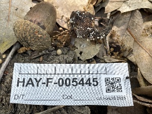 ( - HAY-F-005445)  @11 [ ] by-nc (2023) Damon Tighe Fungal Diversity Survey