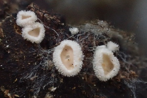  (Lachnum - HAY-F-005445)  @11 [ ] by-nc (2023) Damon Tighe Fungal Diversity Survey