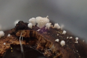  ( - HAY-F-005445)  @11 [ ] by-nc (2023) Damon Tighe Fungal Diversity Survey