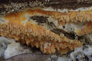  (Gyrodontium - HAY-F-005429)  @11 [ ] by-nc (2023) Damon Tighe Fungal Diversity Survey