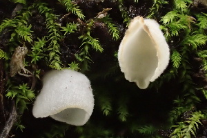  (Rimbachia - HAY-F-005428)  @11 [ ] by-nc (2023) Damon Tighe Fungal Diversity Survey