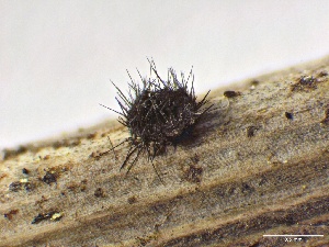  (Chaetosphaeriales - HAY-F-005199)  @11 [ ] c (2023) Rudy Diaz Fungal Diversity Survey