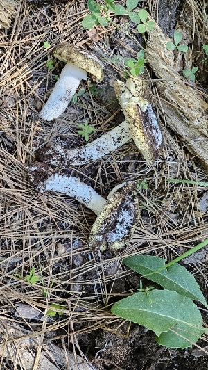  (Amanita vernicoccora - HAY-F-002268)  @11 [ ] by-nc (2023) Thea Chesney Fungal Diversity Survey