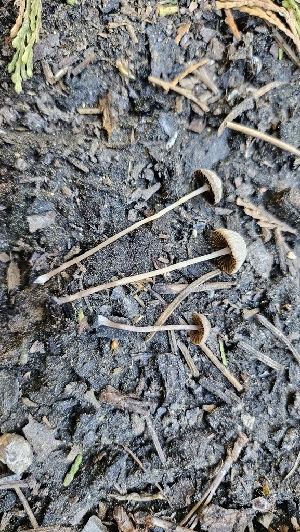  ( - HAY-F-002276)  @11 [ ] by-nc (2023) Thea Chesney Fungal Diversity Survey