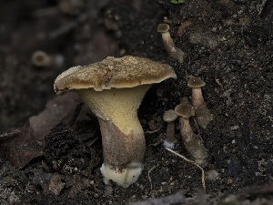  (Gyrodon - HAY-F-004470)  @11 [ ] by-nc (2023) Stu Pickell Fungal Diversity Survey