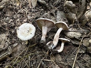  ( - HAY-F-005190)  @11 [ ] c (2023) Rudy Diaz Fungal Diversity Survey
