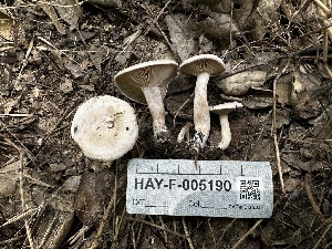  ( - HAY-F-005190)  @11 [ ] c (2023) Rudy Diaz Fungal Diversity Survey